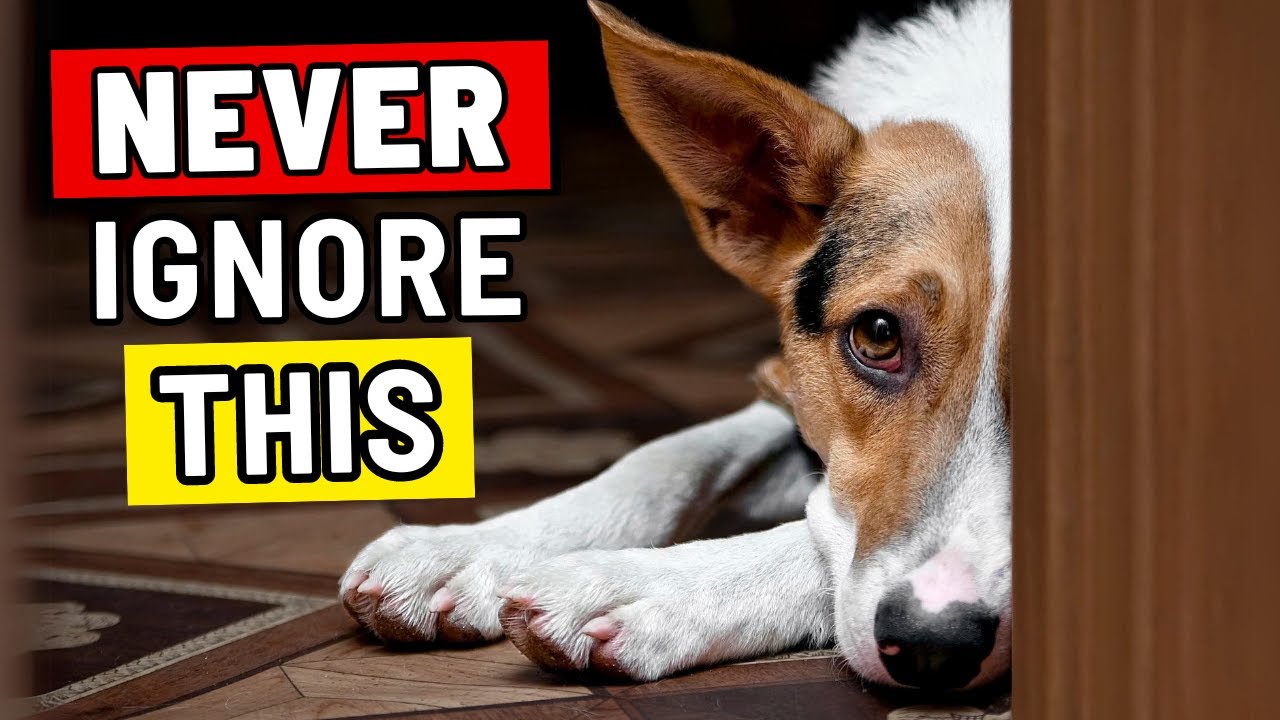 Why Your Dog Doesn't Play With You - THEY ARE TELLING YOU SOMETHING IMPORTANT!