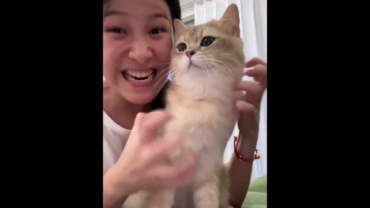Cats Cute Moments That Will Melt Your Heart 😻🐾✨