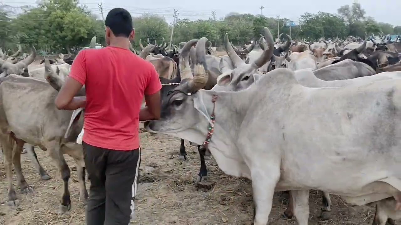 आज खिलाया गौमाता को गुड़ ❤️❤️❤️  #cow #gaupremi #trending #kankrej #jaishreeram