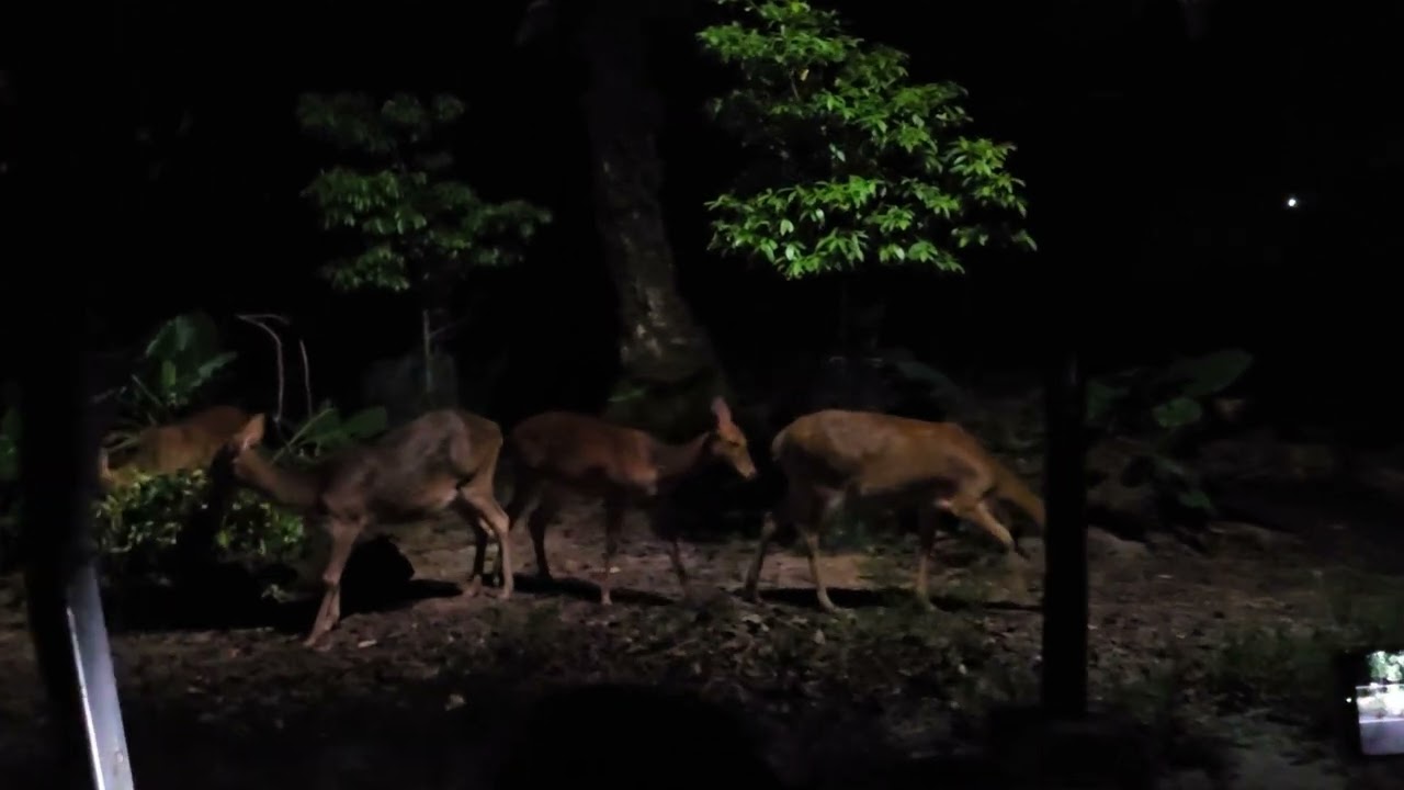 Mandai Wildlife Reserve萬態野生動物園 Night Safari 夜間動物園