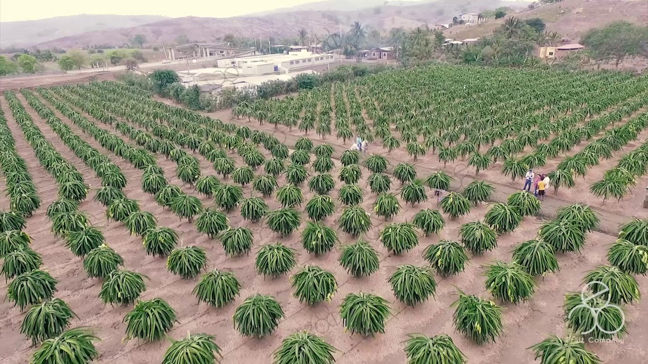 Pitahaya EcoFruit