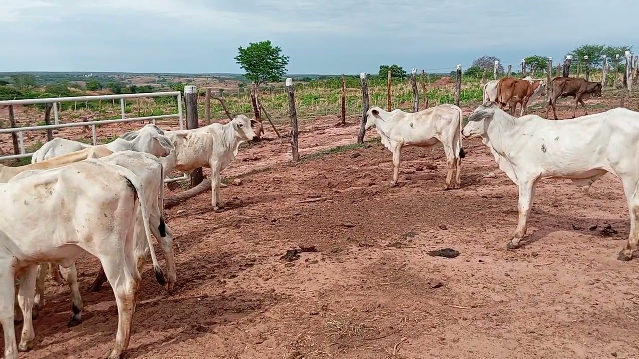 bizerradas pronta para o embarque.