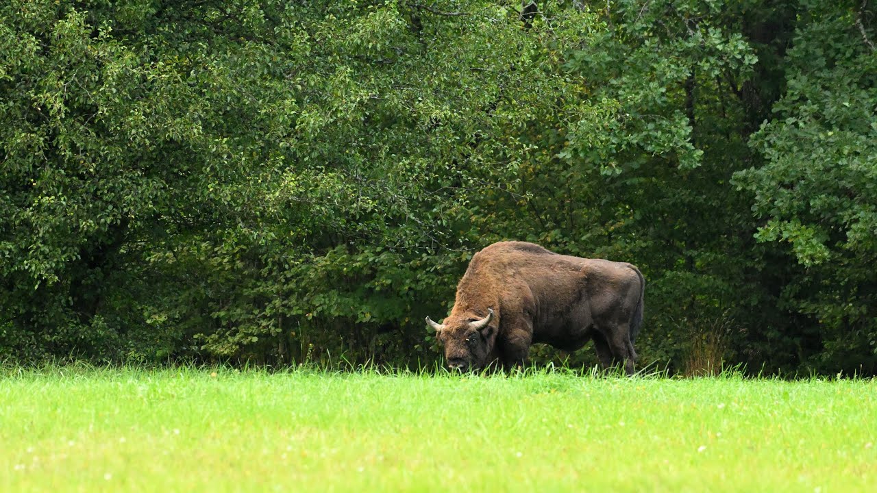 Recorremos Bialowieza en busca del bisonte europeo (Décimo aniversario de Fotogario)
