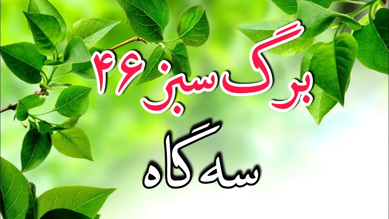 برگ سبز شماره 46