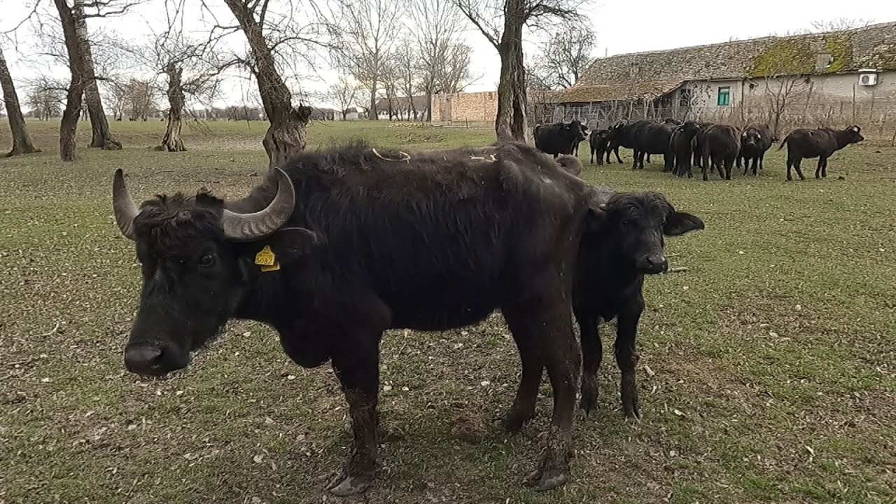 Putovanje kroz Srbiju #5 - Farma vodenih bivola