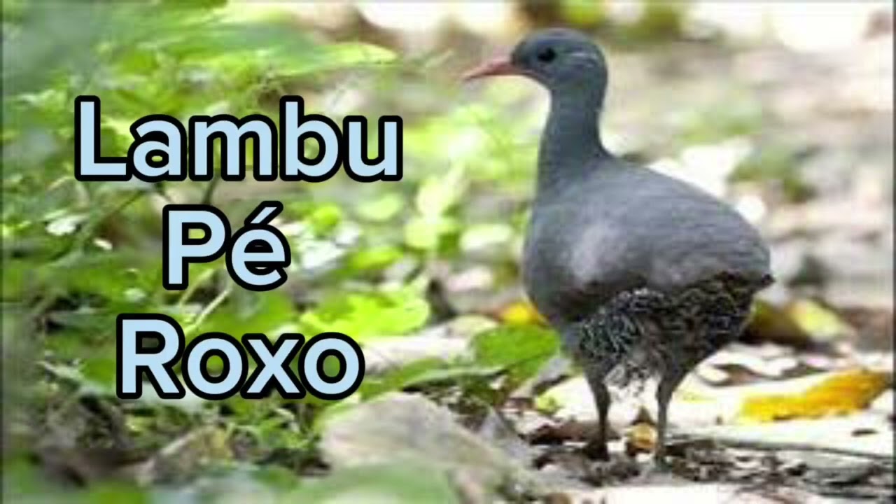 Canto para atrair lambu pé roxo macho e fêmea