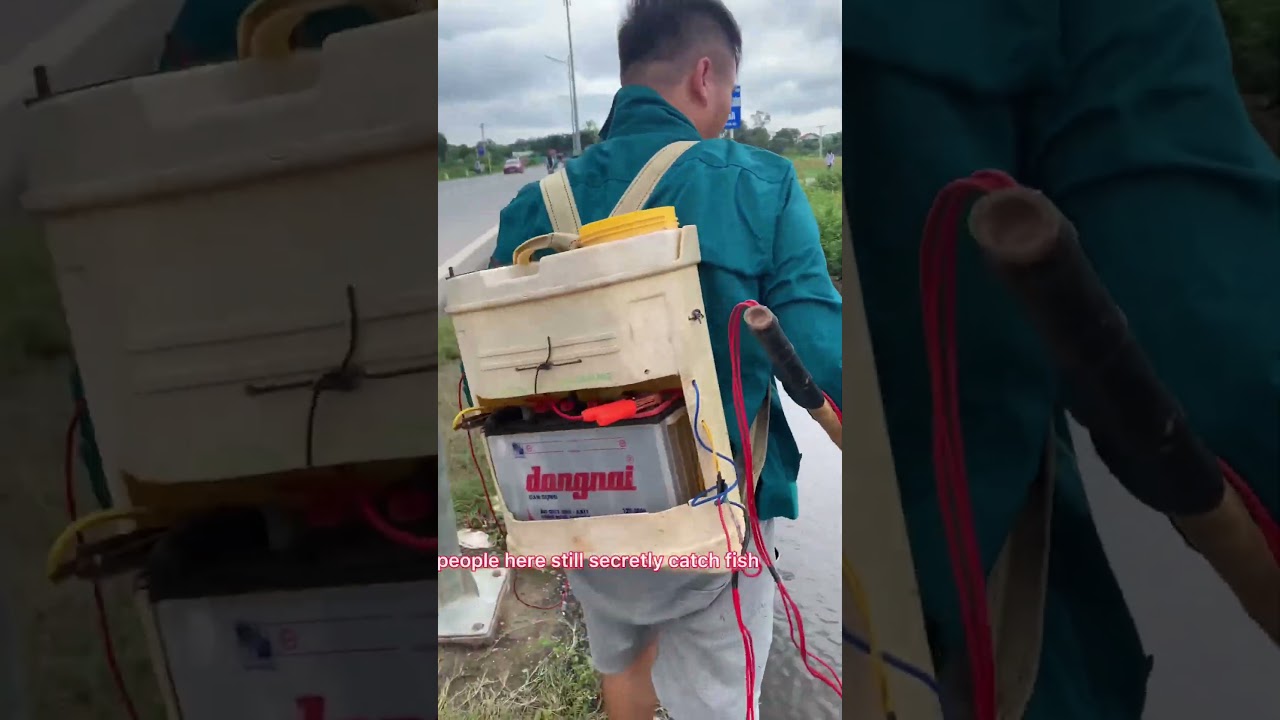 Suddenly met a man who was fishing with electricity #electrofishing  #carp #conservation