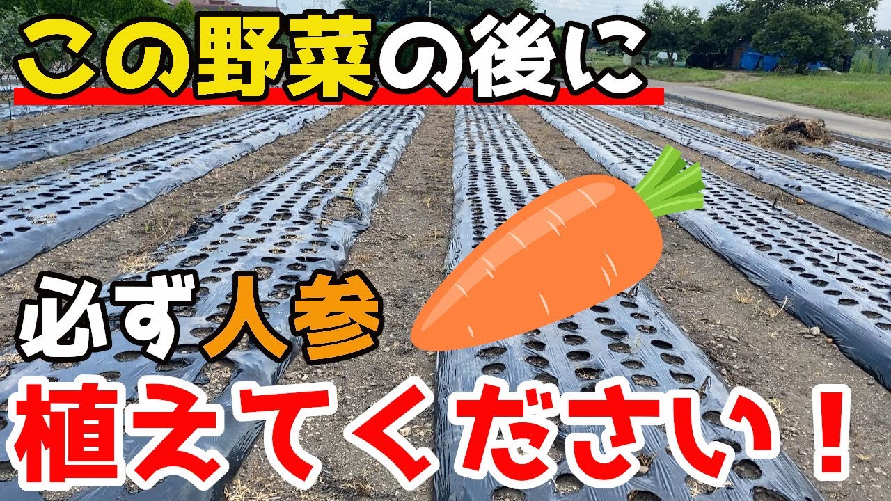 【にんじん】相性ばつぐん！あの野菜の後作で必ずにんじんを植えてほしい理由。【家庭菜園】