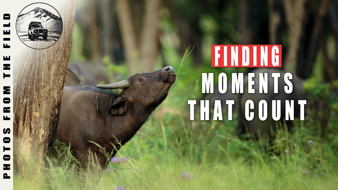 WILDLIFE PHOTOGRAPHY IN AFRICA - SAFARI PHOTO TIPS