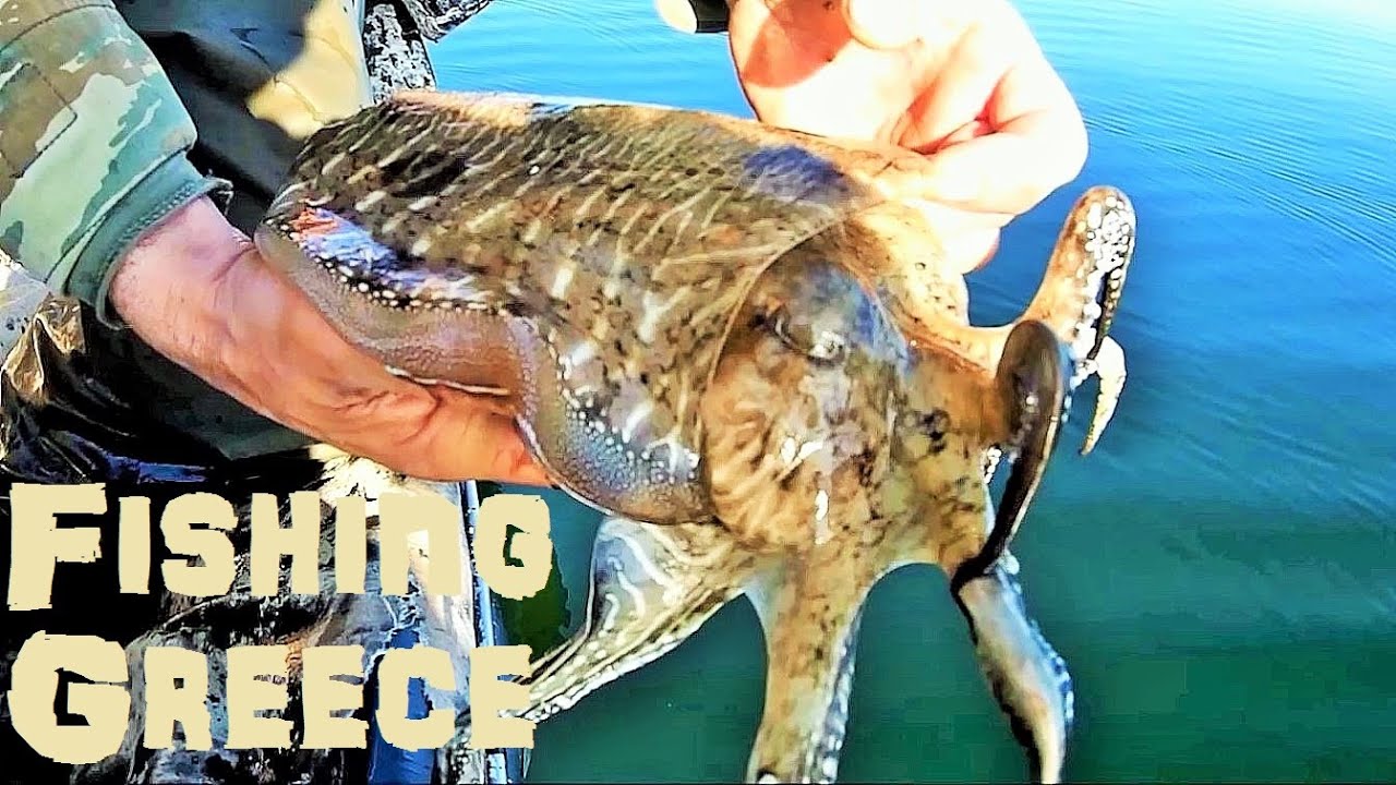 Cuttlefish Fishing in The Gulf of Kalloni | Lesvos island | Greece | Seafood Treasures of Lesvos