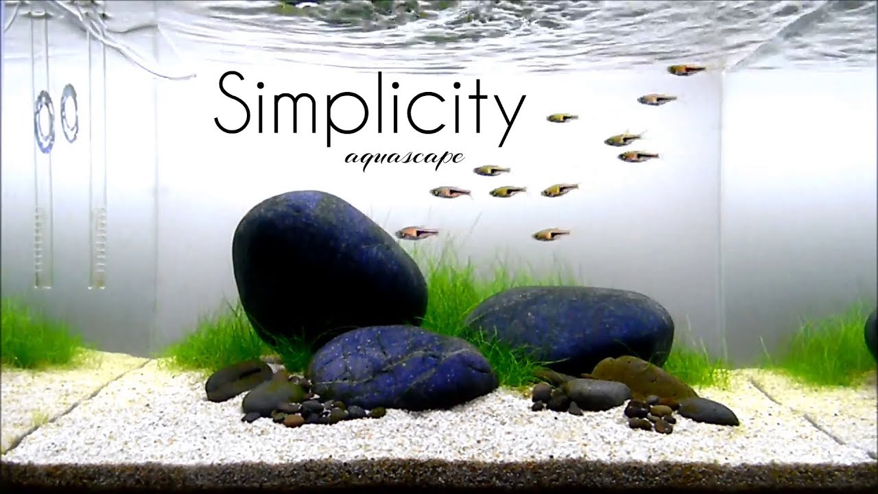 Aquascaping GAME OF RIVER STONE (SIMPLICITY) one month update