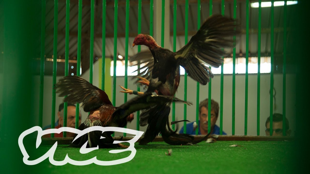 Ib&eacute;rica: Peleas de gallos en Canarias