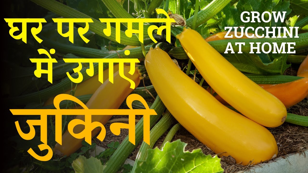 घर पर गमले में जुकिनी कैसे उगाएं? जानें पूरी विधि और तरीका | How To Grow Zucchini At Home In Hindi