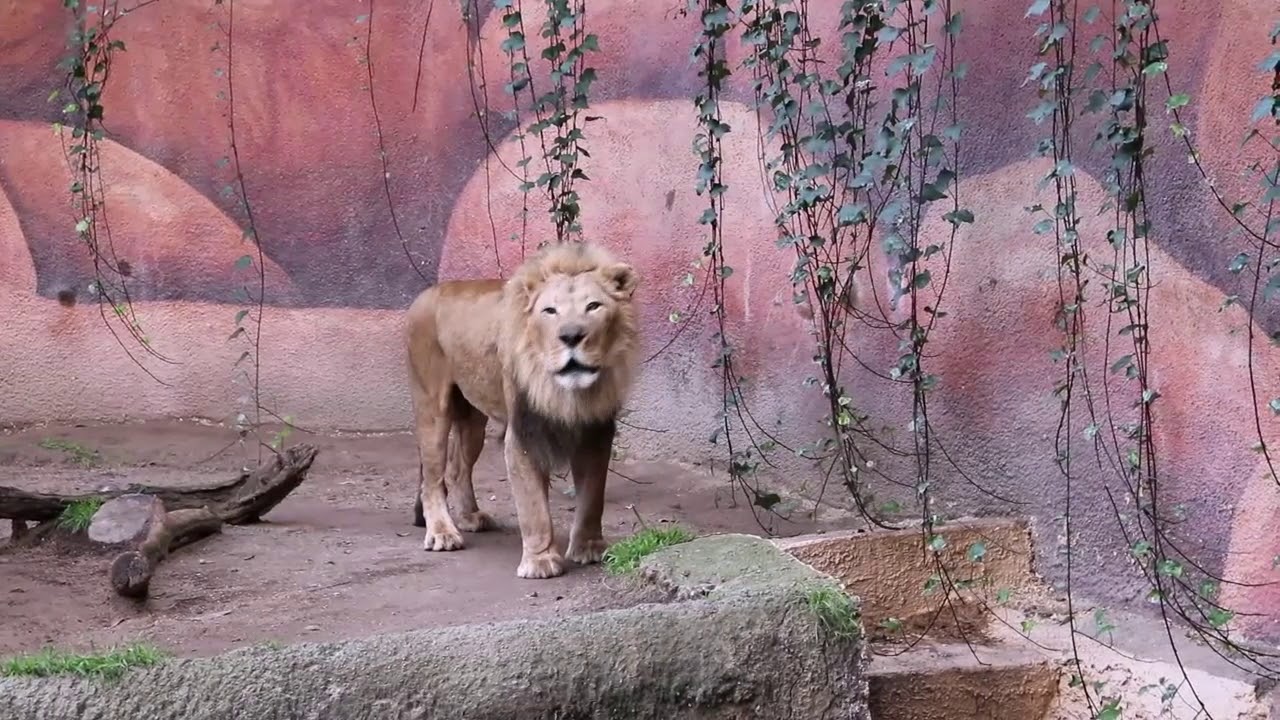 Lion Resting, Stretching doing Downward-Facing Dog, Peeing and Roaring at LA Zoo