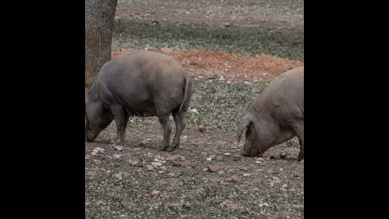 Cotizaciones a 5 de junio de la mesa de porcino ibérico de Córdoba
