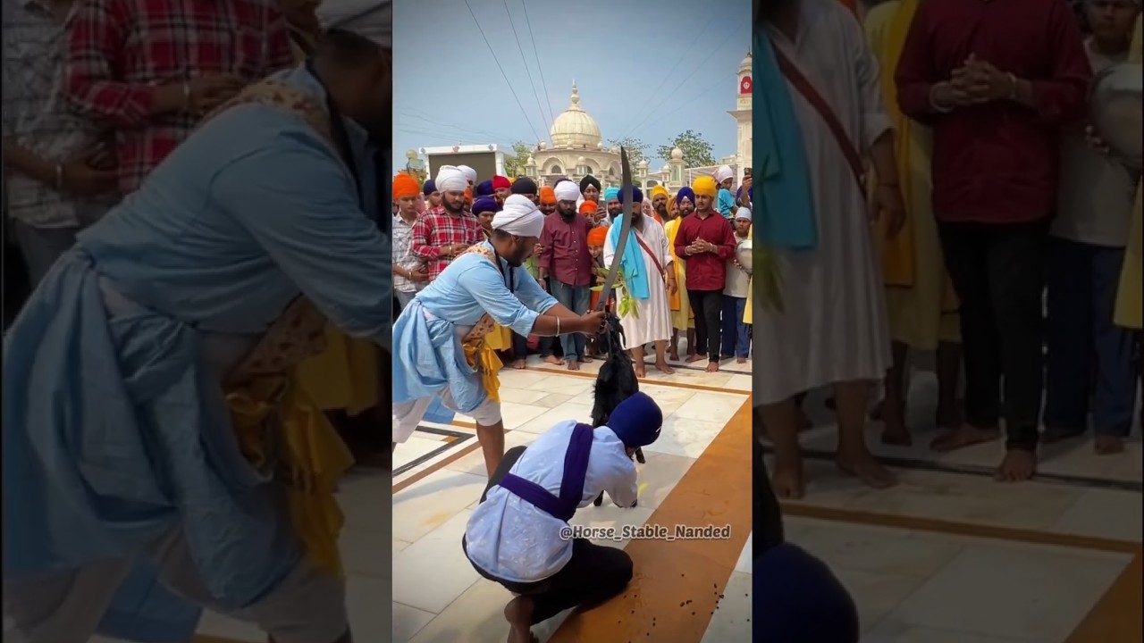 Nihang Singh Jhatka video | Hazur Sahib 2023 | vaisakhi | Akaal ji sahai