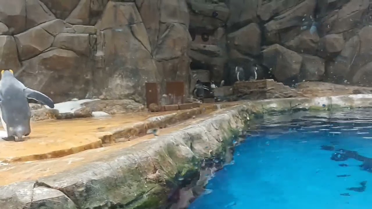 PINGUIN @ OCEAN PARK HONGKONG