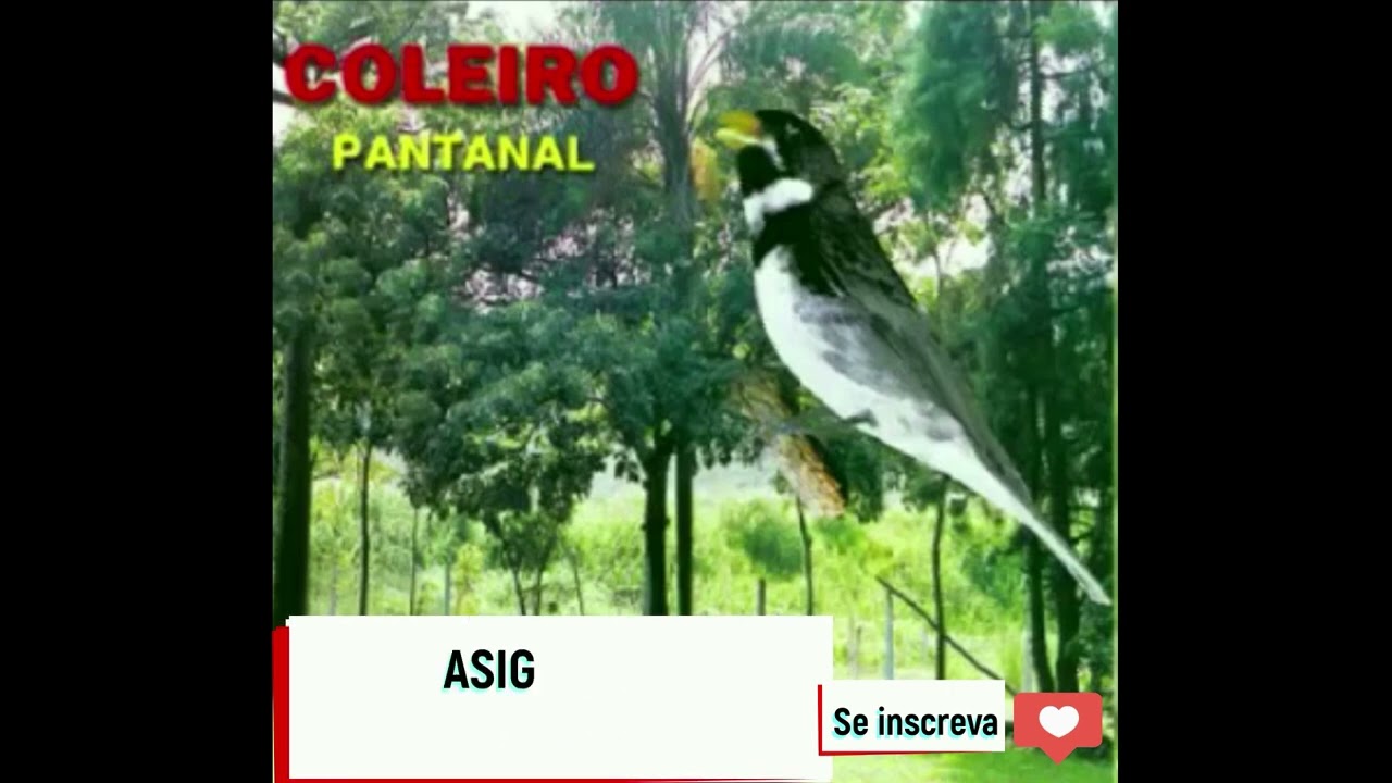 Encarte do Coleiro Tui Tui Pantanal - 6h (20 min canto + 10 min silêncio) @coleiroreituitui