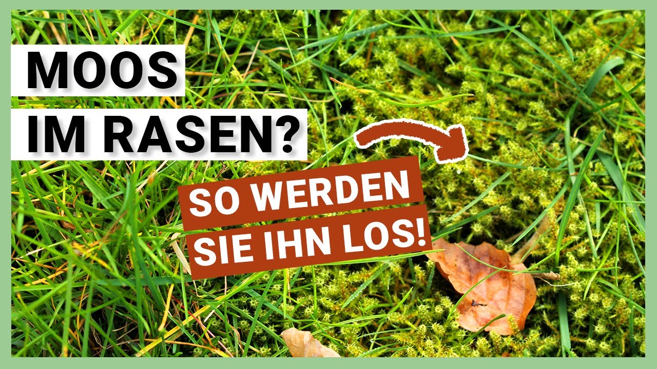 Moos im Rasen - So entfernen Sie Moos richtig (praktische Tipps)