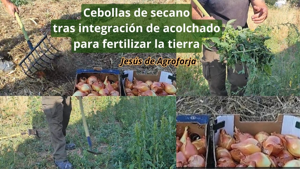 CEBOLLAS DE SECANO TRAS INTERGRACION DE ACOLCHADO PARA FERTILIZAR LA TIERRA