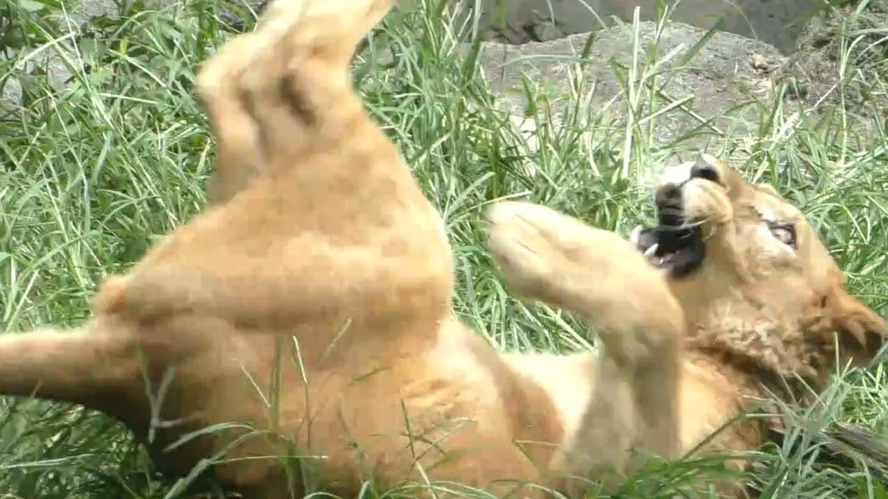 クレイ君の超ハイテンション＆柑太郎の登場！！とべ動物園
