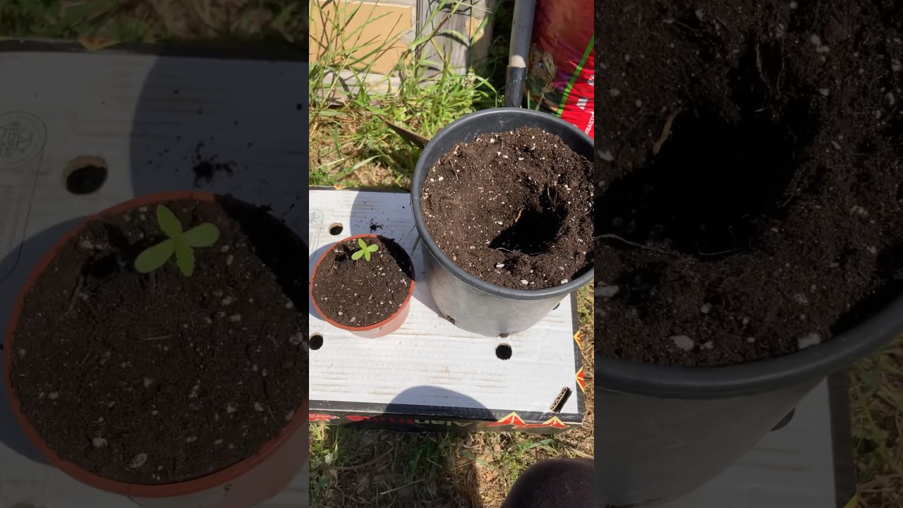 C&oacute;mo No Transplantar y Regar las Plantas Los Primeros D&iacute;as #shorts