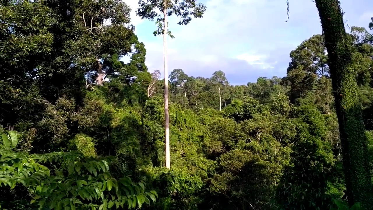 Canopy Walk in Sepilok RDC