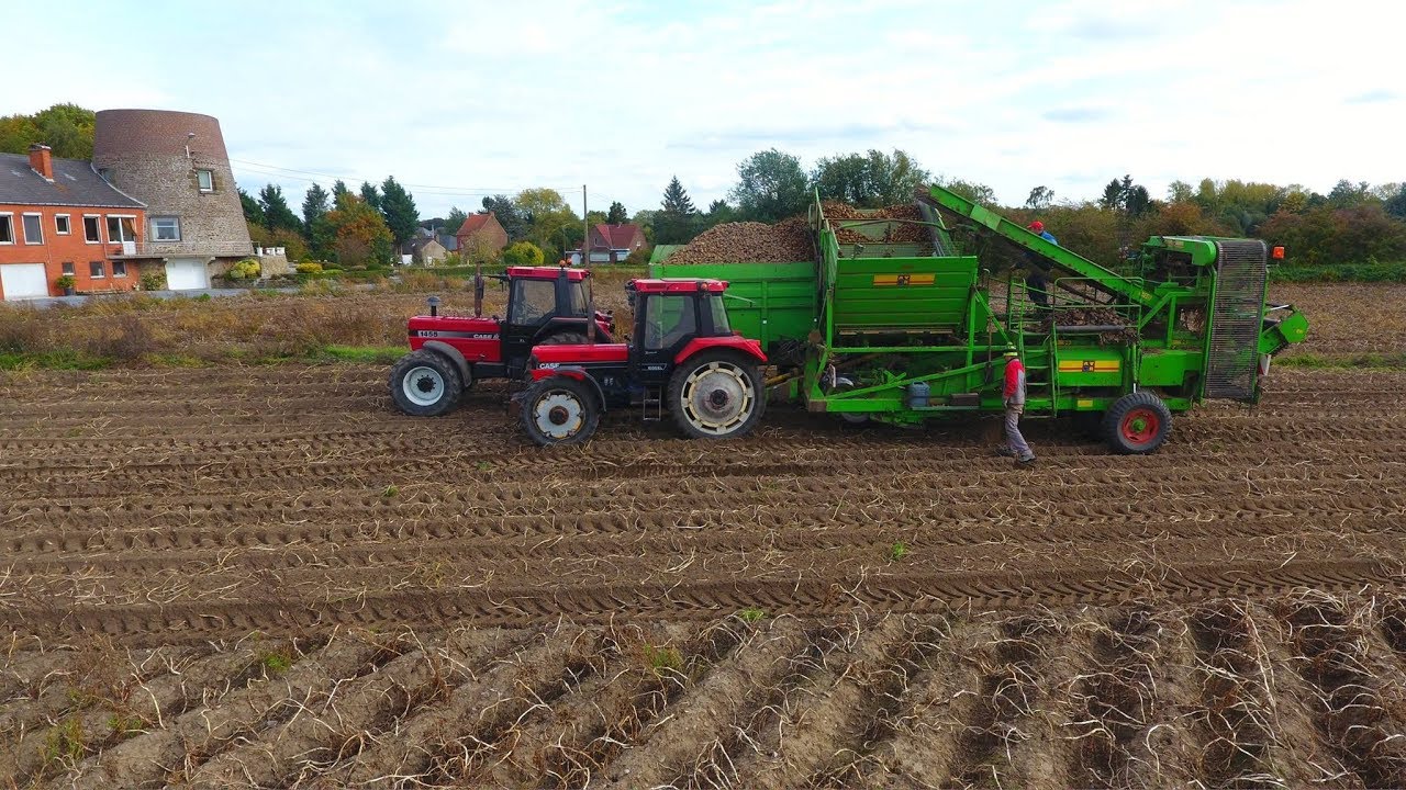 Arrachage de pomme de terre 2017 | Case 1056 XL & 1455 XL