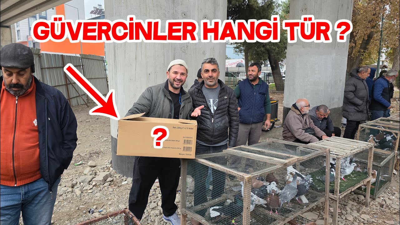 Güvercin Pazarında Aradığım Güvercinleri Buldum