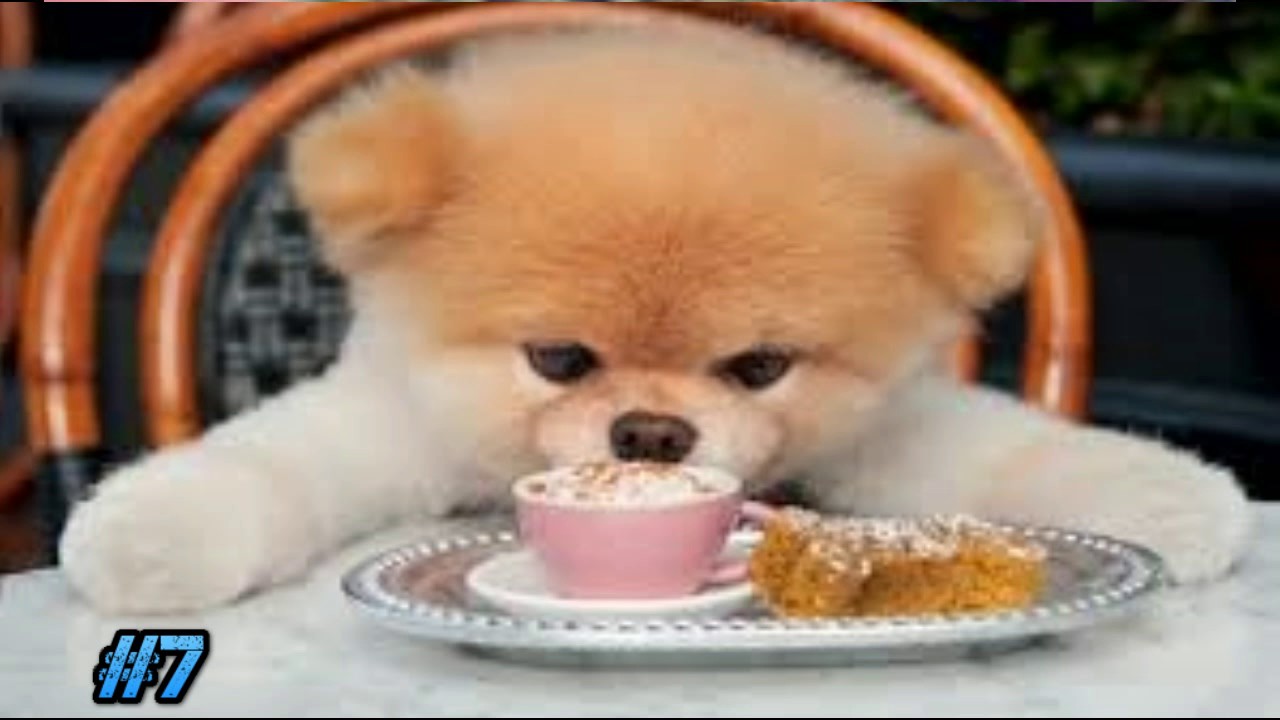 Top 10 Aborable Pets.