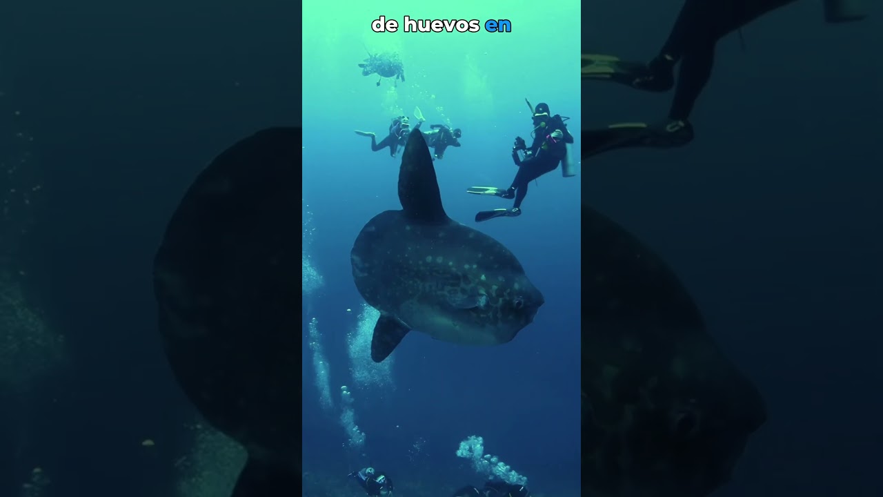 Inesperado encuentro con un pez luna 🐟🌊  El incre&iacute;ble Mola mola