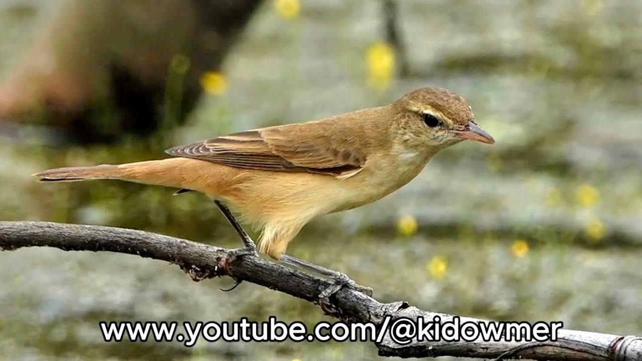 Migratory ORIENTAL REED WARBLER out foraging, Singapore 
