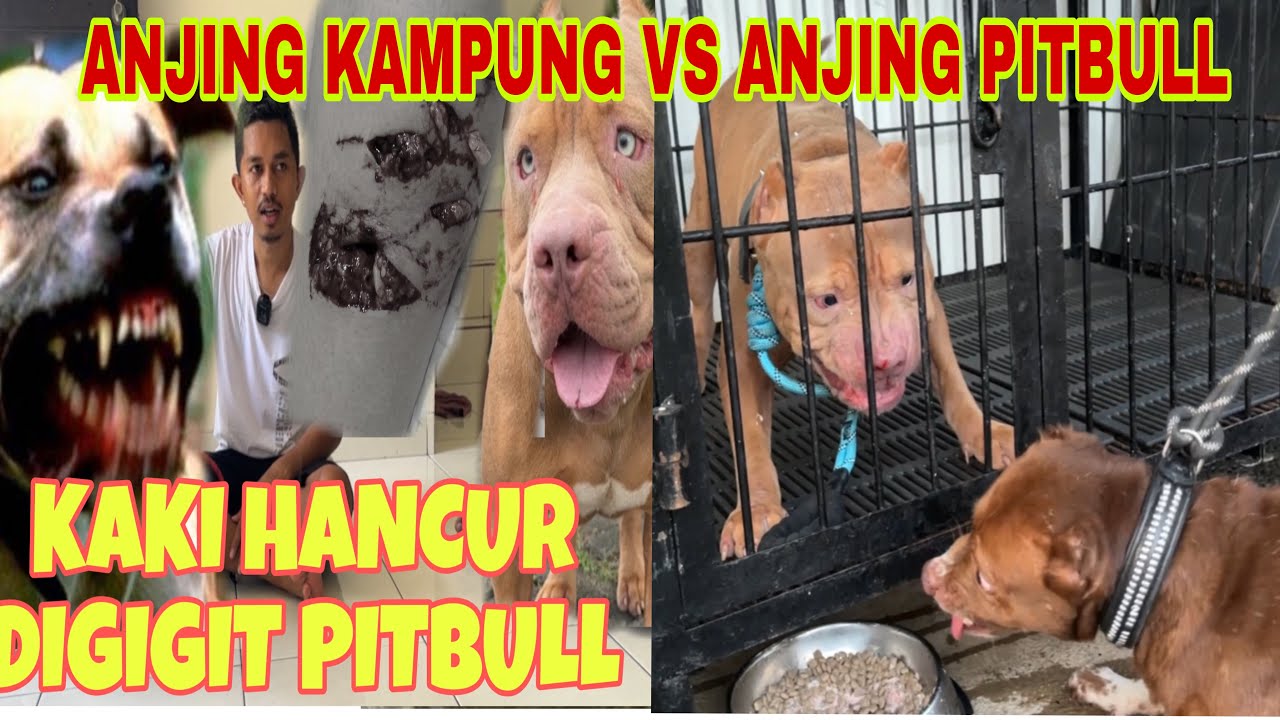 KING FLOKI VS ANJING PITBULL YANG GIGIT ART ‼️ JIWA ALFA GENETIKNYA KELUAR