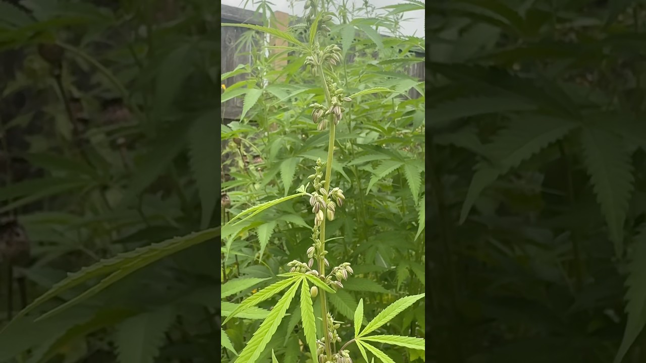 Male plant going to flower🌼
