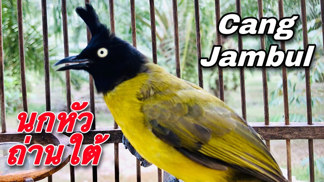 เสียงนกปรอดเหลืองหัวจุก นกหัวถ่าน ทรงหล่อเสียงดี cang jambul 3/2023 | birdwild chaiya