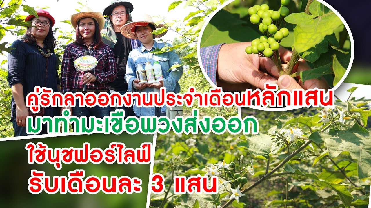 ทำได้ไงลาออก มาปลูกมะเขือพวง รายได้เดือนละเป็นแสน