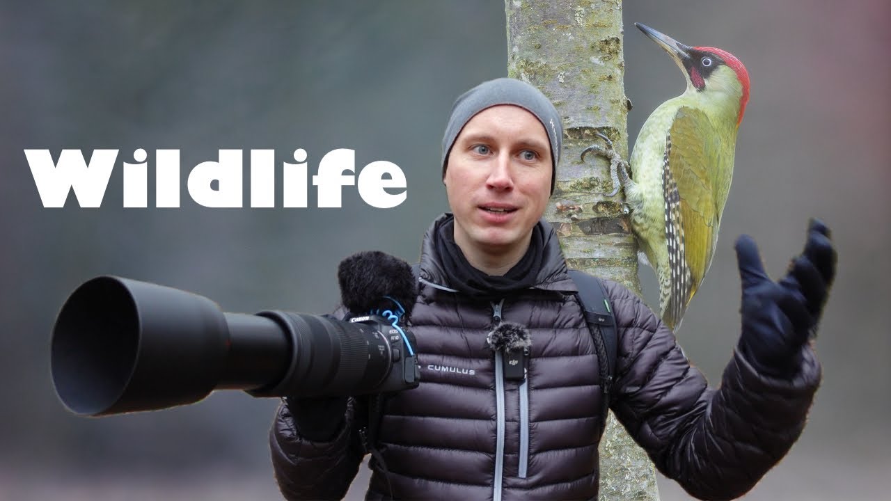 Wildtiere im Wald vor der Haustüre & superaktive Spechte