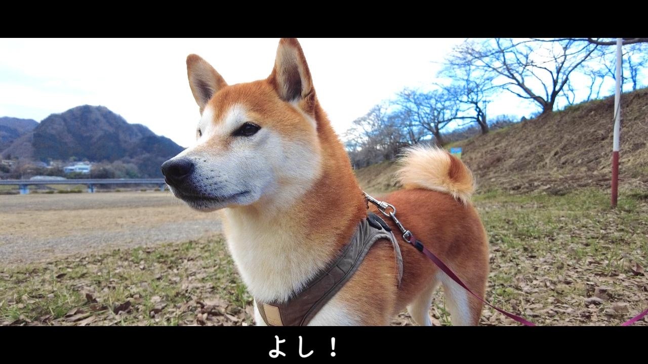 ともだちの様子を見にいこう【柴犬の音頭】