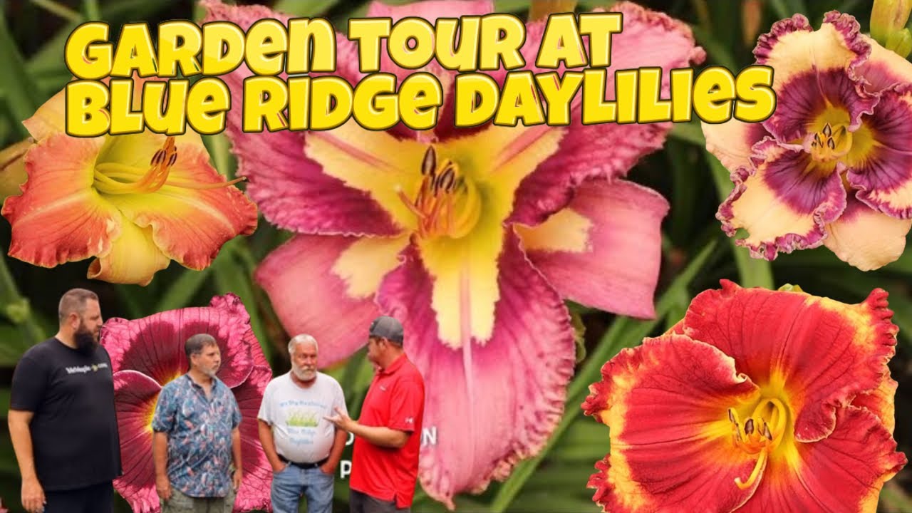 Blue Ridge Daylilies Nursery & Garden Tour + an Interview with the Daylily Breeding Experts!