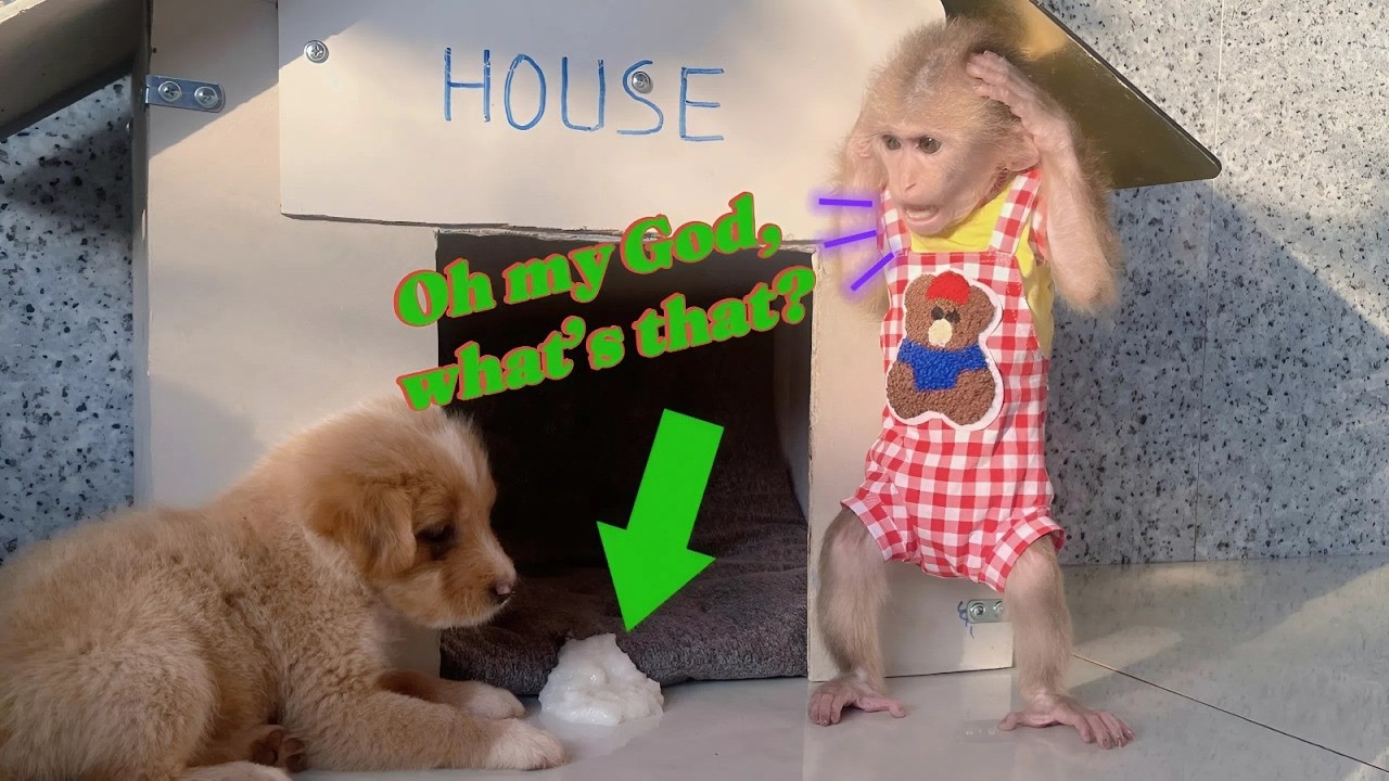 Lulu Panics When She Sees the Puppy Throw Up in the House