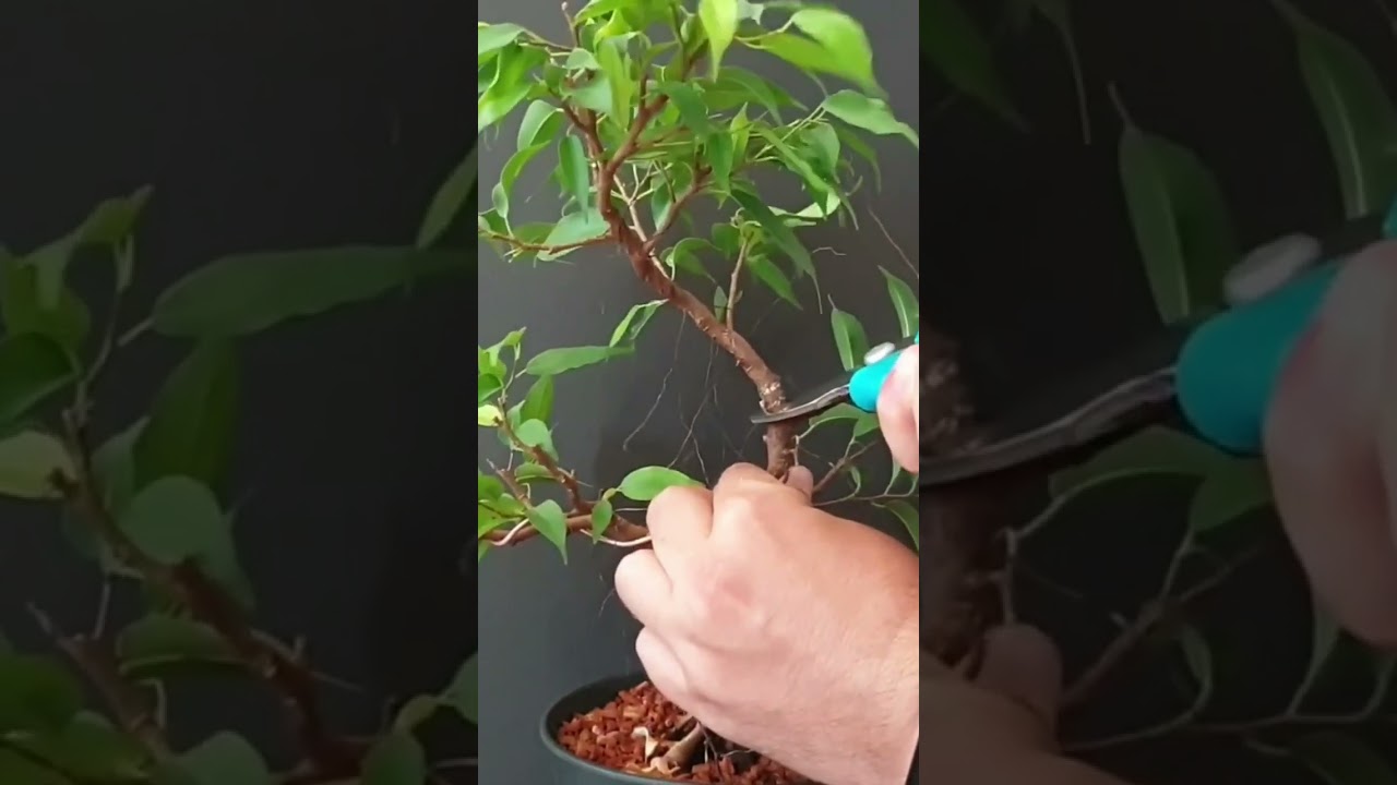 Big prune on ficus benjamina bonsai! #ficusbonsai #ficusbenjamina #pruningbonsai #shorts