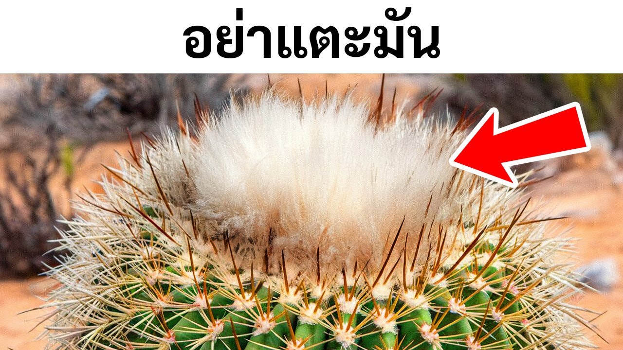 หากสิ่งนี้ปรากฏในทะเลทราย อย่าเข้าใกล้!