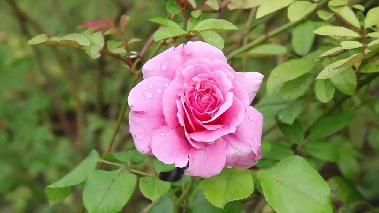 Présentation de l'Arboretum des Grandes Bruyères