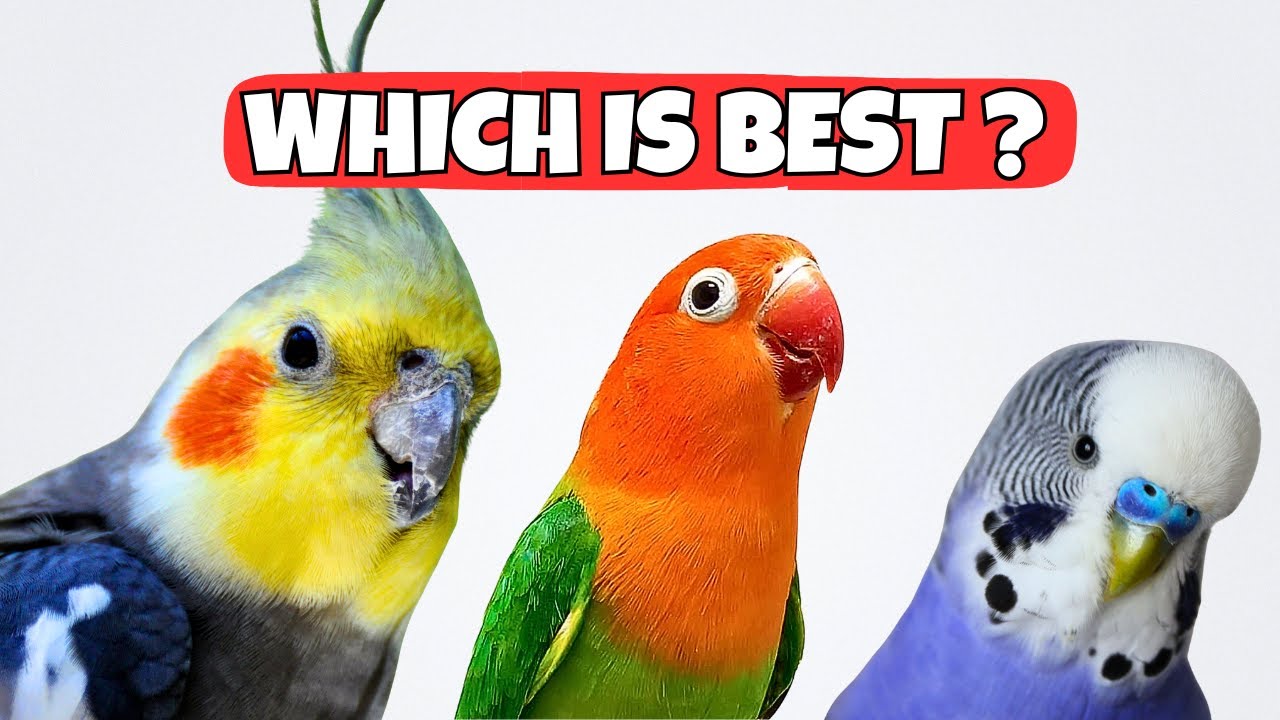 Cockatiel VS Lovebird and Budgie Which Bird Is BEST For You?