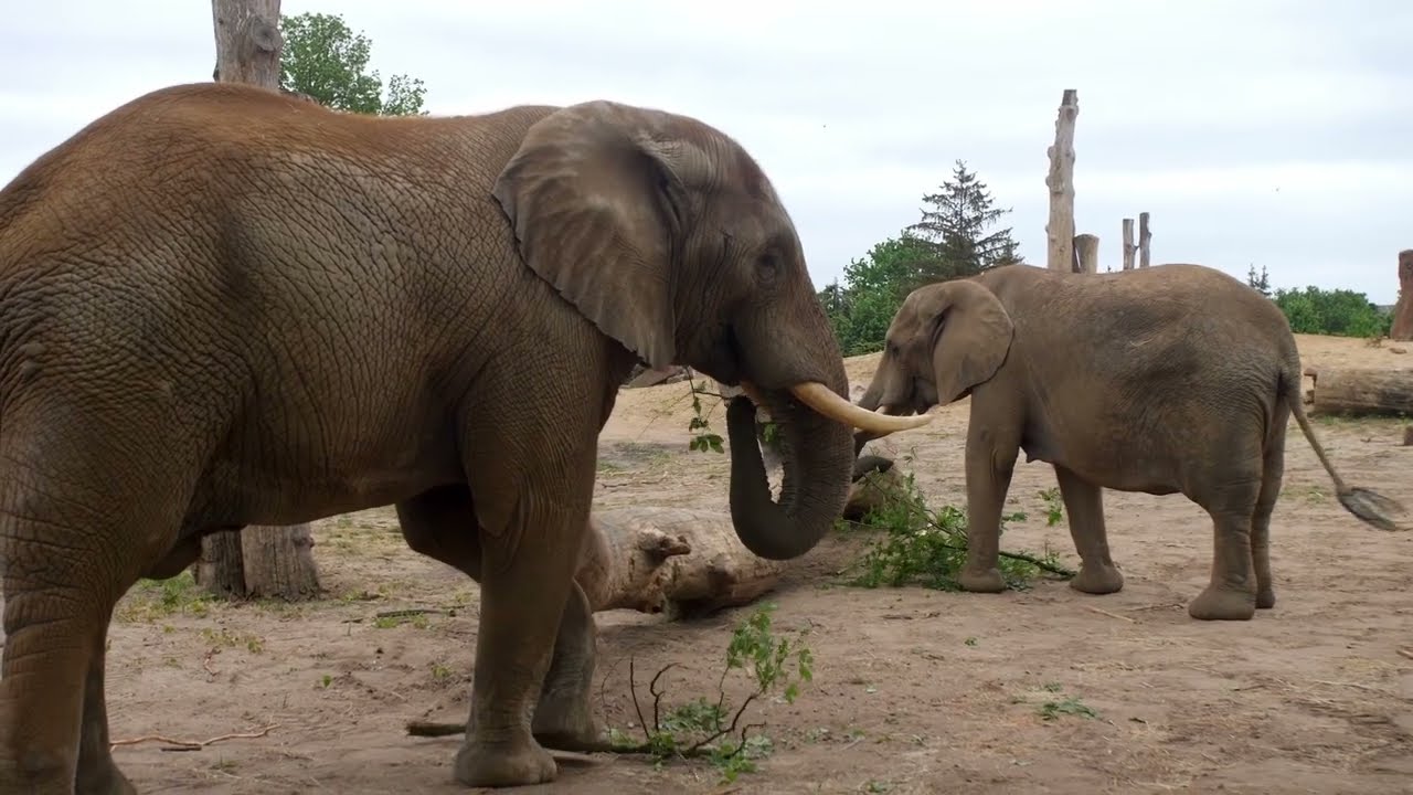 🐘 Update zu unserer neuen Elefantenkuh „Sweni“