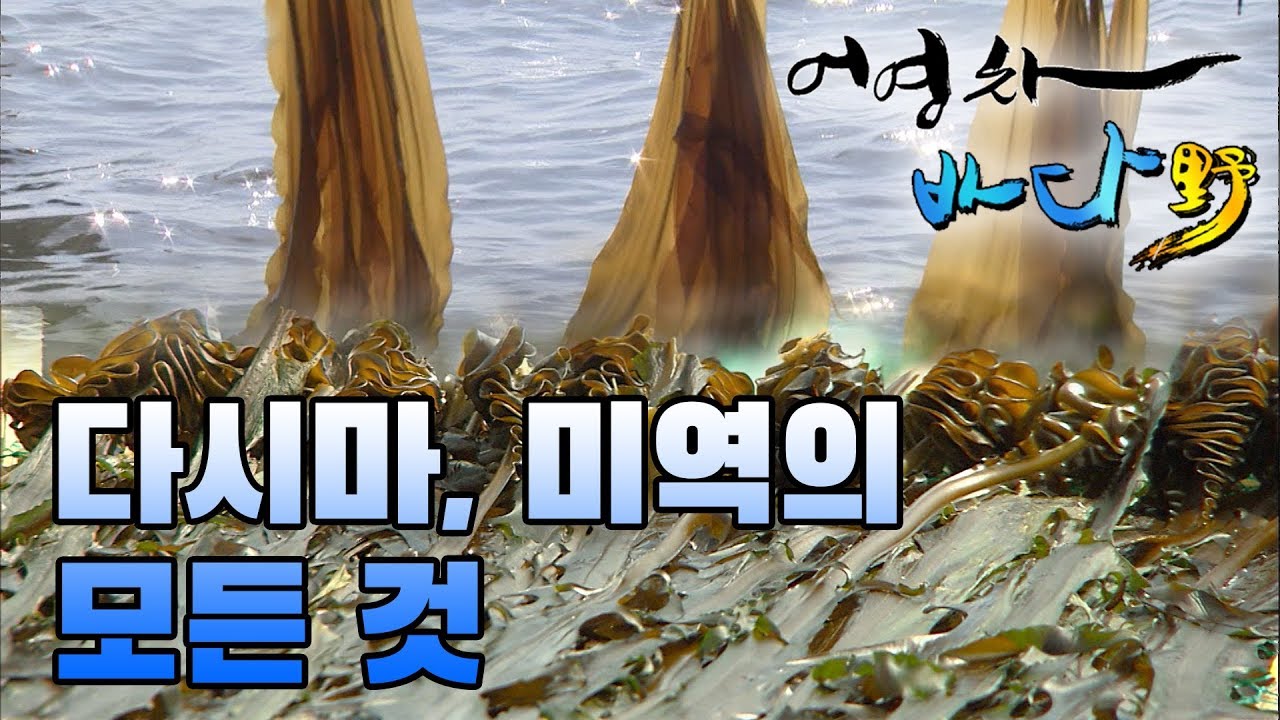 바다의 불로초, 다시마와 미역의 모든 것 #해조류 [어영차바다야-제철수산물]