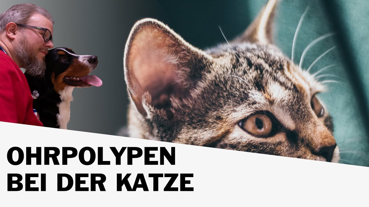 Ohrpolypen bei Katzen