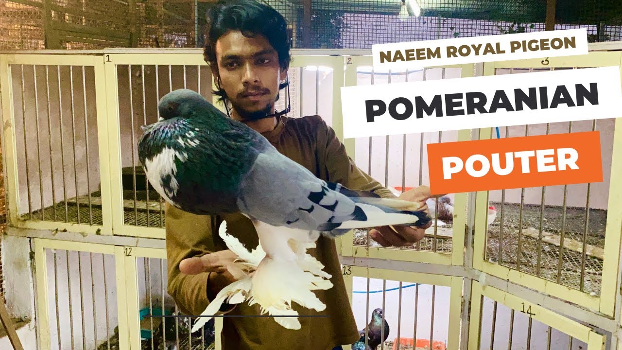 Pomeranian Pouter Pigeon / Playing With Pigeon / Fancy Pigeon Collection