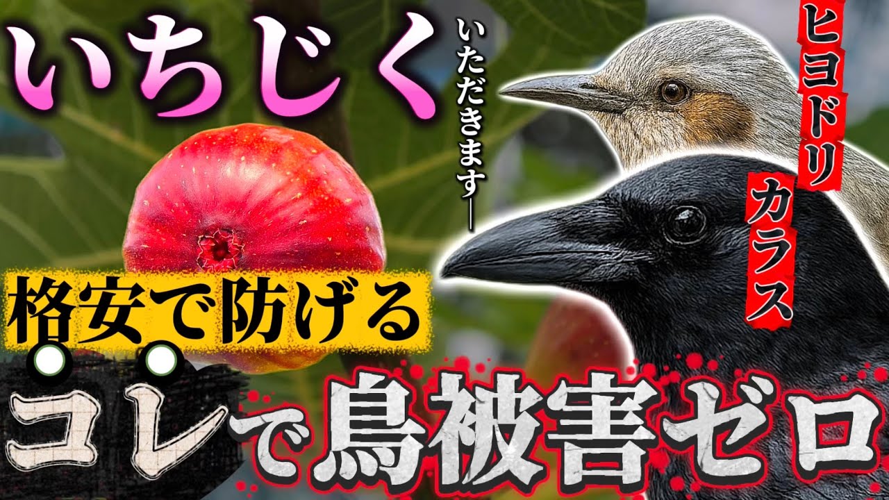 【いちじく】害鳥から守れ！実を食べさせない為に必ずやるべき最強の害鳥対策を教えます。