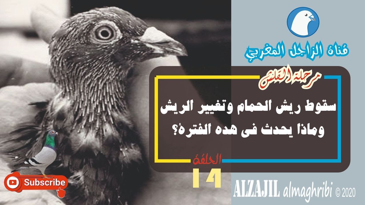 موسم القلش | سقوط ريش الحمام وتغيير الريش وماذا يحدث في هده الفترة + كيف  نتعامل مع الحمام في  القلش